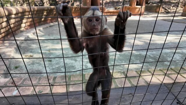 Monkey Sanctuary At Hartbeespoort In North West South Africa. African Animals Landscape. Wild Animals. Hartbeespoort At North West South Africa. Sanctuary Scenery. Scenic Wild Life.