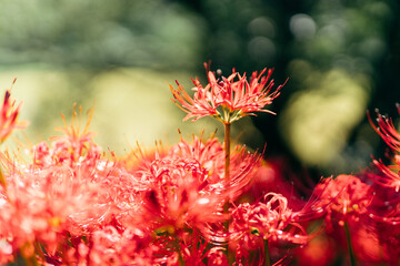 晴れた日に咲いた輝く彼岸花