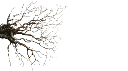 A stark tree stripped of all its leaves stands alone in the landscape, highlighting its bare branches against the sky