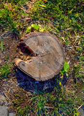 Nature Meets Nostalgia. Wooden Stump Trunk Shaped Like Pac-Man.