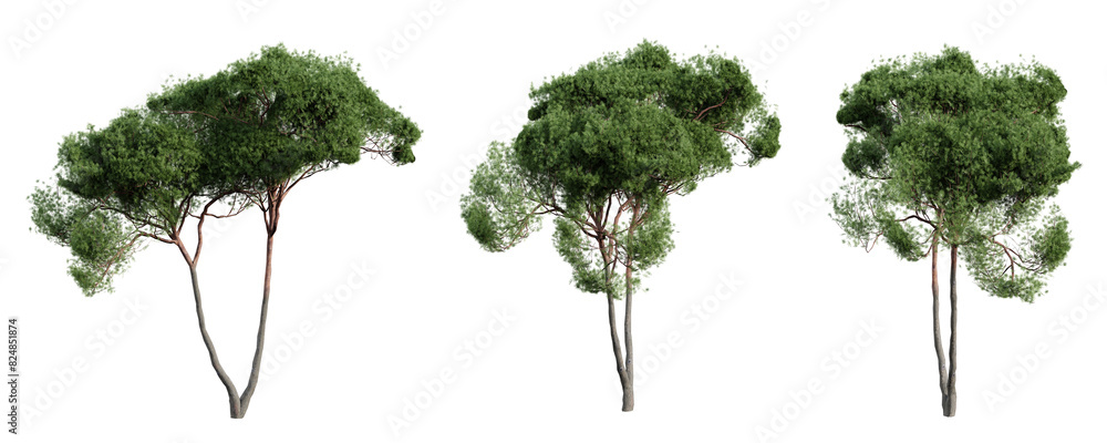 Poster stone pine tree isolated on transparent background. 3d render.