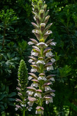 Acanthus mollis. Bear's breech, plant with flowers with white petals.