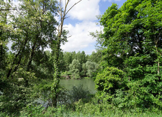 Rheinlandschaft. Leinpfad und Rundweg. Wilde Natur und blumiges Ufer parallel zum Rhein mit Blick...