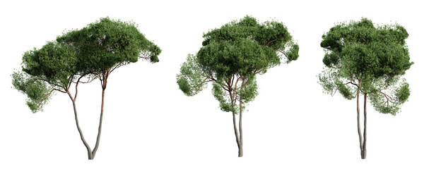 Stone pine tree isolated on transparent background. 3D render.