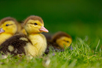 Selective focus of a yellow small baby ducks in its natural habitat sitting near the mother on green grass meadow, A duckling is a young newborn duck in downy plumage, Spawning and breeding season.
