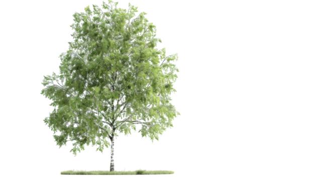 A single tree stands alone against a white background, showcasing its unique shape and texture