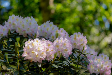 Selective focus of white pink flowers full bloom on the tree with green leaves, Rhododendron is a very large genus of species of woody plants in the heath family, Ericaceae, Nature floral background.