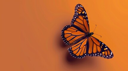 Fototapeta premium butterfly background concept with copy space