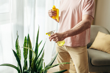 Handsome man in cozy homewear delicately cleaning houseplant with yellow sponge.