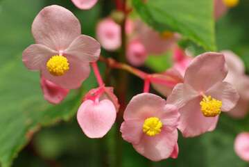 シュウカイドウクローズアップ