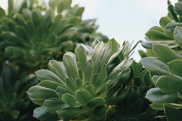 Obraz premium aloe vera plant in garden