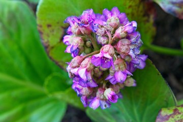 A multi-colored bergenia flower damaged by spring frosts.                              