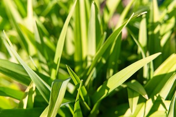 A chaotic pile of narrow green daylily leaves as a natural background.                             ...