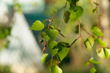 Green branches of a young birch with earrings on a semi-blurred background.                              