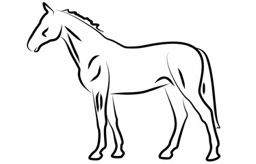 vector line art horse isolated on white background, logo icon