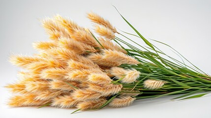 A bunch of dried bunny tail grass with green stems on a white background.
