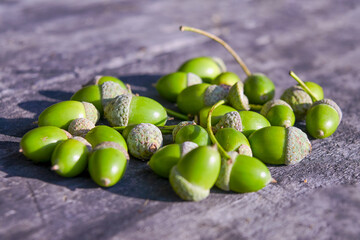 A bunch of oak acorns on an old wooden table background.