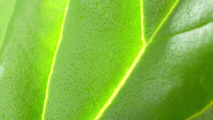 In this enchanting macro, a fresh green leaf unfurls its secrets. Each delicate vein is a lifeline,...