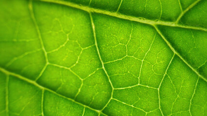 Explore the mesmerizing world of chlorophyll-rich fresh green leaves (Holy basil leaves) up close in this macro. Witness the intricate venation patterns and the vibrant hues that fuel photosynthesis.
