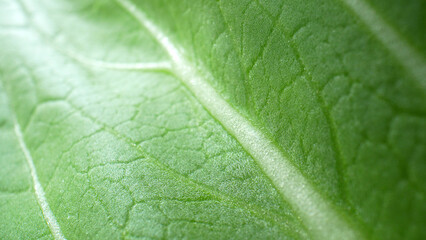 Journey up close and personal with fresh green leafy veggies in this macro. Discover the exquisite textures, vivid colors, and appetizing freshness that make them a staple in culinary creations.

