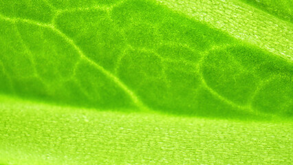 Witness the exquisite textures and intricate details of fresh green leafy vegetables as they come to life in stunning macro, a symphony of organic elegance. Bok choy leaves background.
