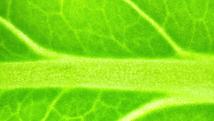A mesmerizing macro reveals the vibrant hues and delicate veins of fresh green leaf vegetables (Bok choy leaves), showcasing their natural beauty up close.
