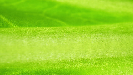 In this macro, the fresh green leaf reveals its intricate details. You can see the delicate network of veins and the vibrant chlorophyll-filled cells. Bok choy leaves background.
