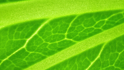 A fresh green leaf vegetables up close in this macro. Witness the delicate veins, chlorophyll-rich cells, revealing the intricate biology of these plants. Bok choy leaves background.
