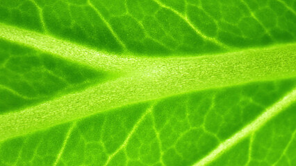 The mesmerizing world of green leafy vegetables (Bok choy leaves) in stunning macro. Witness the delicate veins and chlorophyll-rich cells in intricate detail, revealing nature's design.
