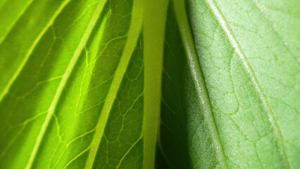 The vibrant world of leafy greens with macro. Discover the luscious textures and vivid shades that make these ingredients a feast for the senses. Bok choy leaves background.

