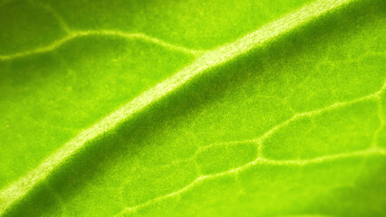 Get lost in the mesmerizing beauty of fresh green leaf vegetables (Bok choy leaves) through macro....