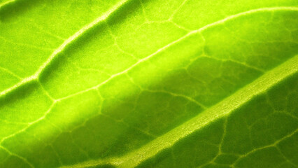 Explore the microscopic world of lush green leafy vegetables in stunning macro. Witness intricate veins, stomata, and chlorophyll granules in exquisite detail. Bok choy leaves background.
