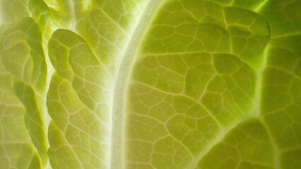 The mesmerizing world of a fresh green leaf in macro. Delicate veins and vibrant hues dance in harmony, unveiling nature's intricate artistry. Chinese cabbage leaf background.
