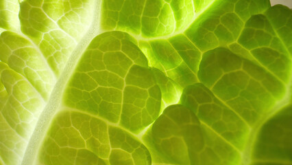 A macro capturing the serene beauty of a fresh green leaf (Chinese cabbage leaf). Every tiny detail and gentle swaying motion will transport you to a calming oasis.
