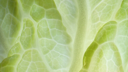 In this mesmerizing macro, witness the intricate details of a fresh green leaf (Chinese cabbage...