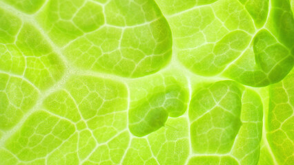 The microscopic world of chlorophyll-filled cells in mesmerizing detail as the camera delves deep into the vibrant green leaf's structure. Chinese cabbage background.
