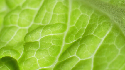 Macro, embark on a journey through the secret life of a fresh green leaf (Chinese cabbage leaf)....