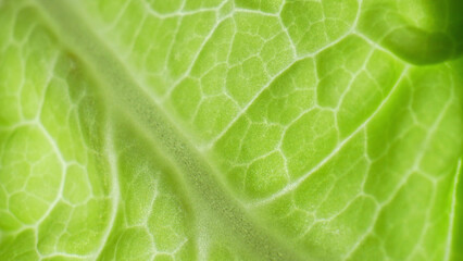 The leaf's exquisite secrets unfurl in this macro, a dance of vibrant green hues. Each delicate vein tells a story of life. Chinese cabbage background.
