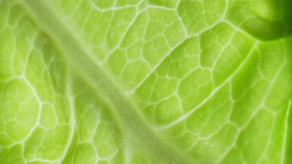 The leaf's exquisite secrets unfurl in this macro, a dance of vibrant green hues. Each delicate...