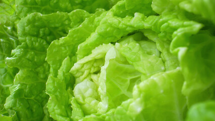 Exquisite reveals the microscopic world within fresh green leafy vegetables (Chinese cabbage leaf), showcasing the intricate network of chlorophyll-packed cells.
