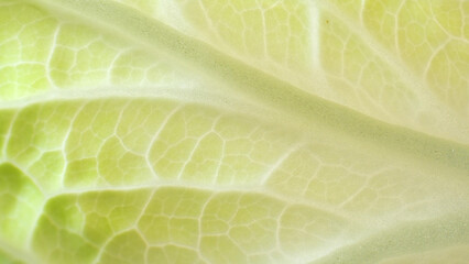 A fresh green leaf. Witness the precise arrangement of chlorophyll-filled cells, veins, and...