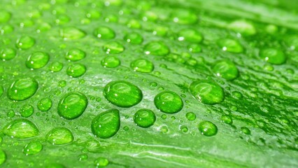 Explore the captivating world of water droplets on glistening wet green leaves through this...