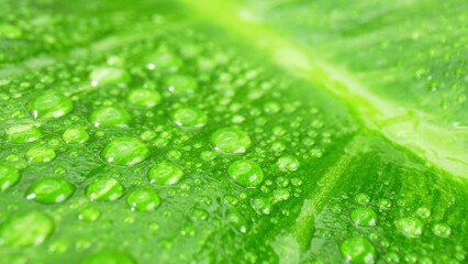 A close-up macro captures the exquisite, intricate details of glistening water droplets adorning lush, wet green leaves, a visual symphony of nature's delicate beauty. Nature concept. 
