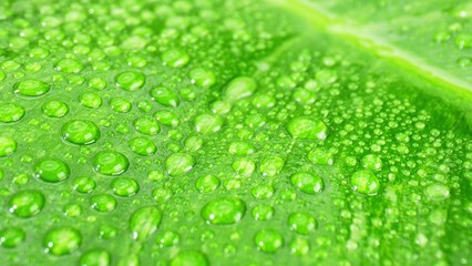 Explore the world of water droplets on glistening wet green leaves in this close-up macro,...