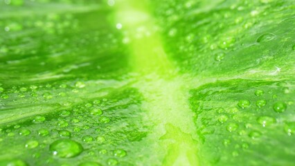 Macro lens captures exquisite close-up of rain-kissed, vibrant green leaves adorned with shimmering...
