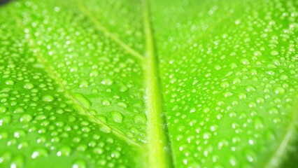 Intricate details come alive as tiny water droplets adorn vibrant green leaves in this enchanting macro close-up, a mesmerizing blend of nature's artistry. Plant concept. 
