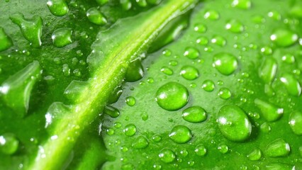 Intricate close-up reveals sparkling water droplets dancing on vibrant, wet green leaves-a dazzling ballet of nature's artistry. Plant concept. 
