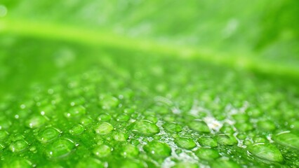 Glistening dewdrops dance on lush, emerald leaves in this mesmerizing macro close-up. Nature's...