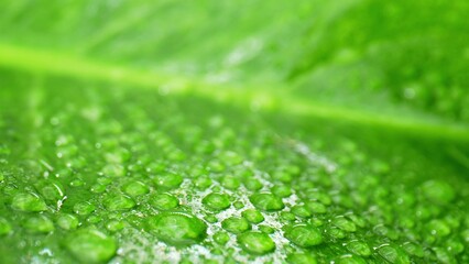 Macro reveals the enchanting world of sparkling water droplets clinging to wet, emerald leaves, a...