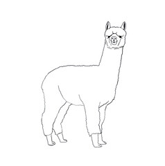 illustration of a sketch of a alpaca